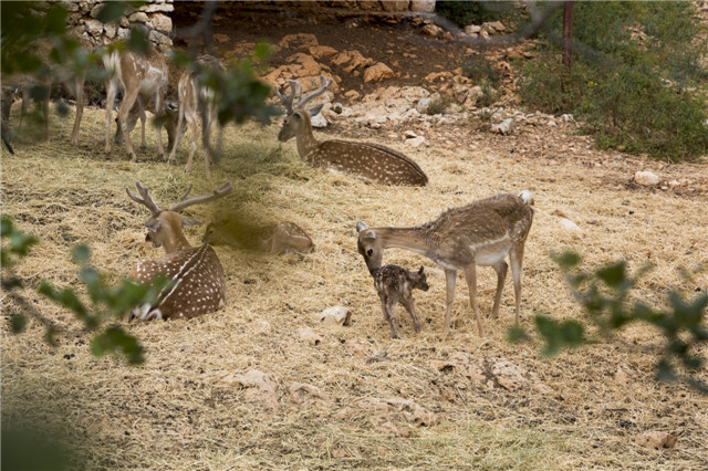 israelphotogallery_14503637222_MOUNTAIN DEERS ON MOUNT CARMEL_834C8620_ITAMAR GRINBERG_IMOT.jpg