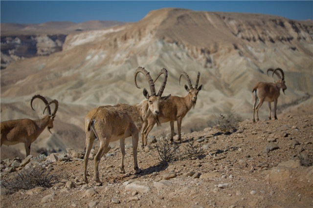 israelphotogallery_11774248196_026_Dafna Tal_NEGEV_Wild life_IMOT.jpg
