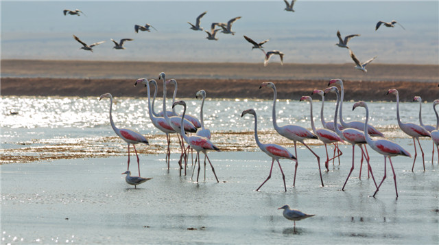 israelphotogallery_13969255114_151_Dafna Tal_EILAT REGION_IMOT.jpg