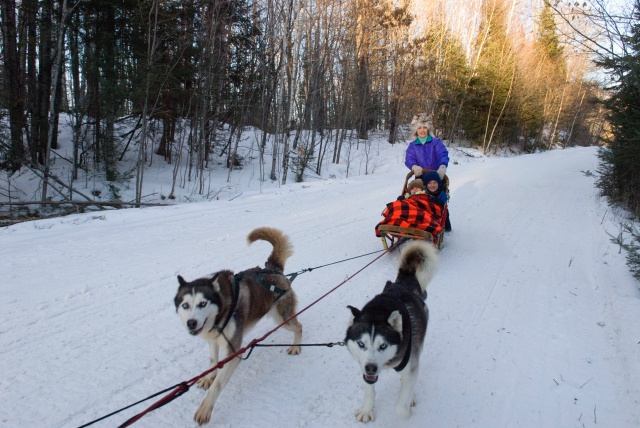 batch_gr_sleddogs9560 sled dog rides in the grand rapids area.jpg