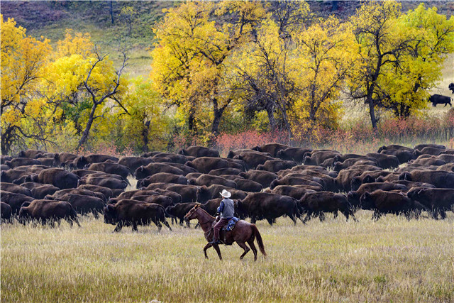 cc09-30-17BuffaloRoundup (1)的副本.jpg