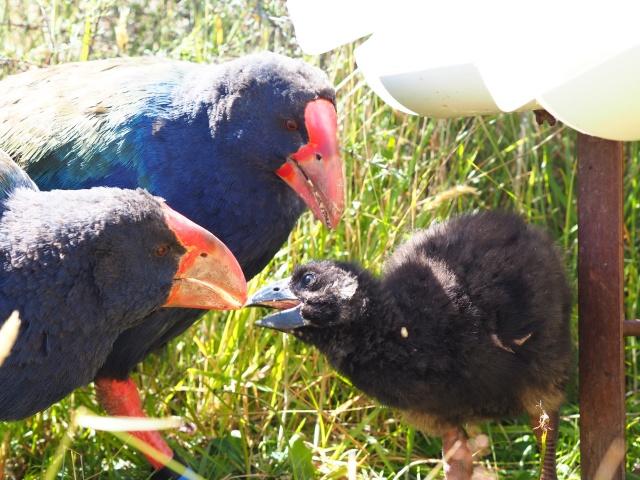 batch_Takahe 1 - credit DOC.jpg