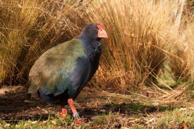 batch_Takahe 3 - credit DOC.jpg