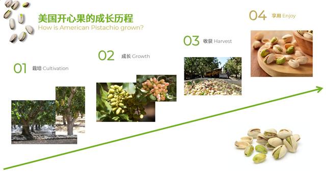 开心果成长历程.jpg