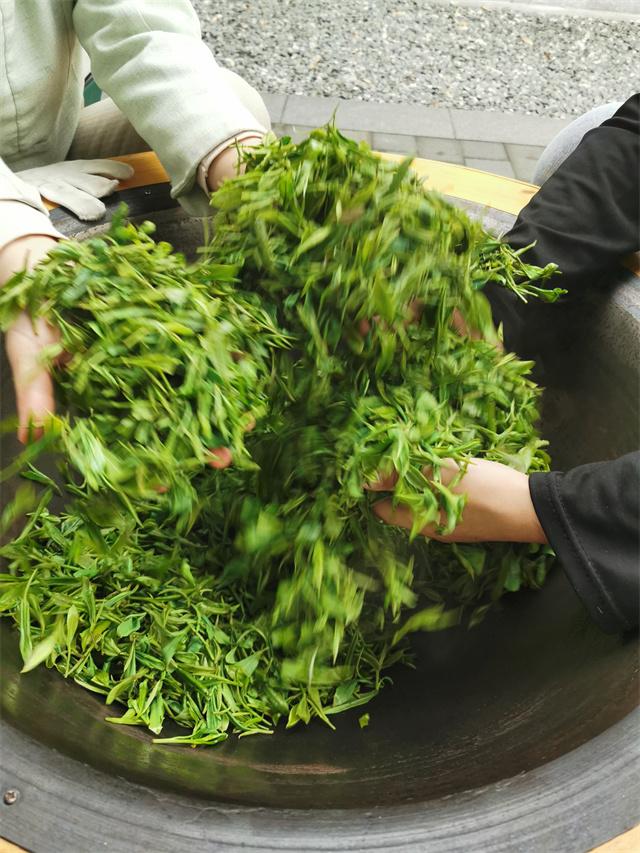 3.春茶古法炒制.jpg